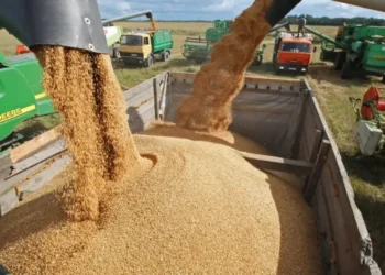 Unprecedented Surge in Grain Exports: Afghanistan Becomes a Primary Buyer of Kazakh Wheat