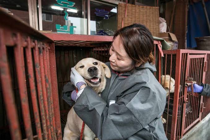 نجات ده‌ها سگ در کوریای جنوبی